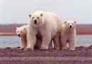 Aká je životnosť bieleho medveďa v prírode a zajatí?